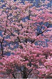 《生化危机8：黄金版》新预告 试玩Demo已经上线